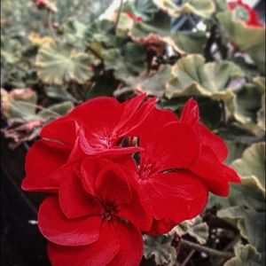 Meet your Posher, Lea